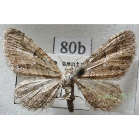 Eupithecia pusillata (Denis & Schiffermüller, 1775) Czech80b